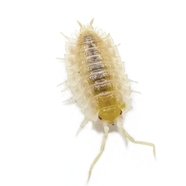 Oniscus Asellus